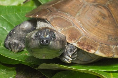 South American Giant Side-neck