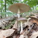 Amanita pseudoporphyria - Photo (c) Kazuma.i, todos los derechos reservados, subido por Kazuma.i