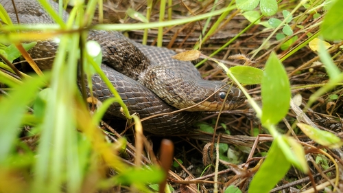 Steppe Ratsnake