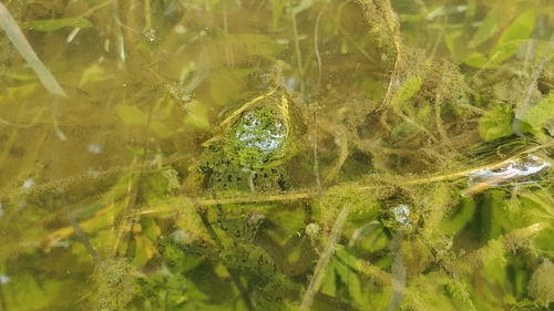 Oriental Fire-bellied Toad