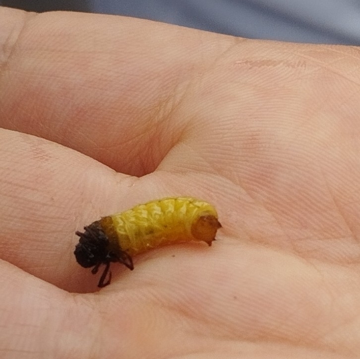 Winged and Once-winged Insects from Kotayk, AM on July 12, 2024 at 06: ...