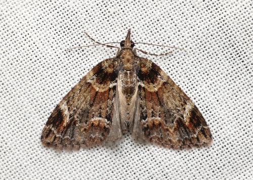 Microdes diplodonta Turner, 1904