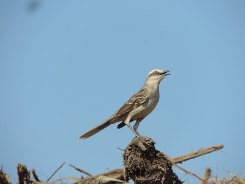 Chalk-browed Mockingbird