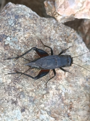 Teleogryllus infernalis