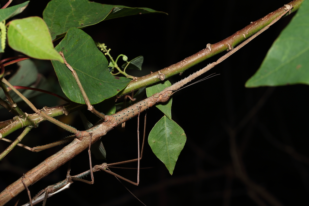 Acrophylla cookorum from Clagiraba QLD, Australia on January 15, 2023 ...