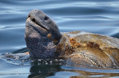 Leatherback Sea Turtle