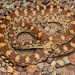 Sonoran Gopher Snake - Photo (c) Benjamin Genter, all rights reserved, uploaded by Benjamin Genter