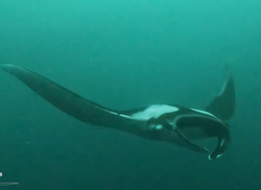Oceanic manta ray