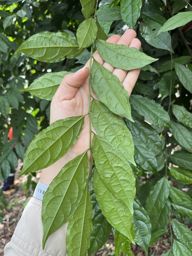Microdesmis keayana