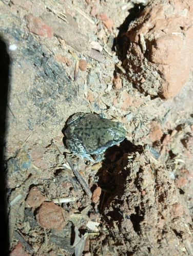 Marbled balloon frog