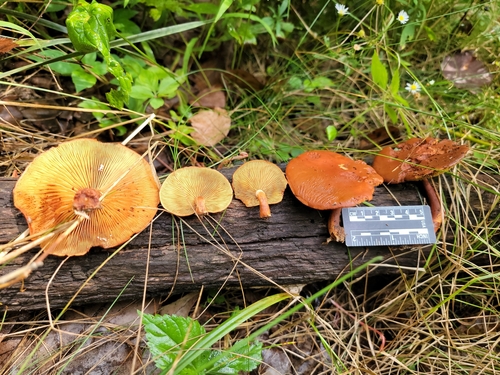 Gymnopilus liquiritiae