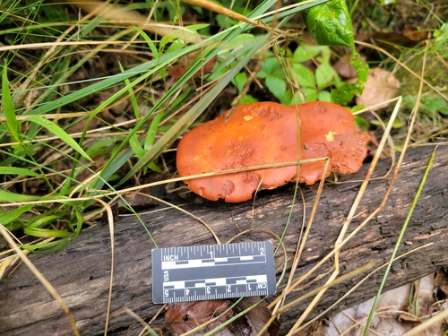 Gymnopilus liquiritiae (Photo 2 of 3)