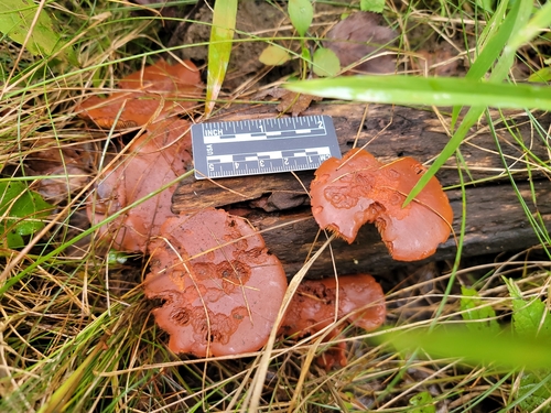 Gymnopilus liquiritiae (Photo 3 of 3)