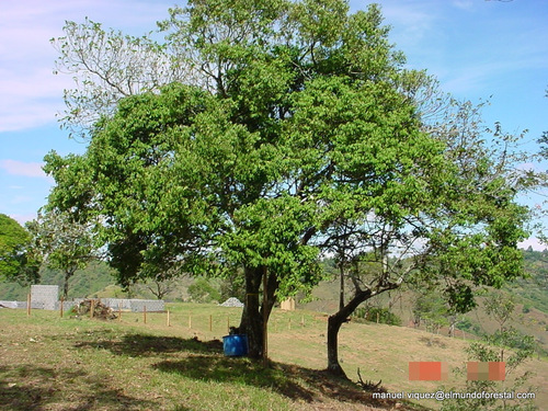 Eugenia galalonensis