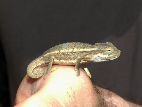 Sudanese Cone-horned Chameleon
