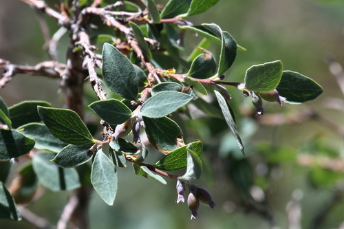 Symphoricarpos rotundifolius var. parishii