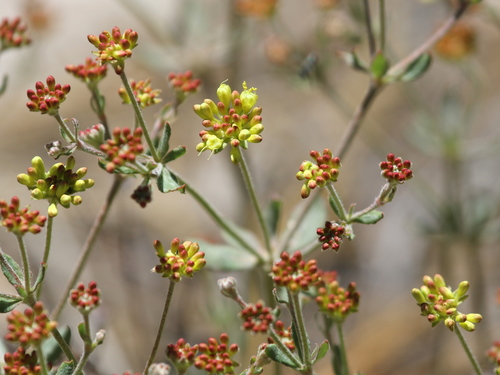 Eriogonum umbellatum var. munzii