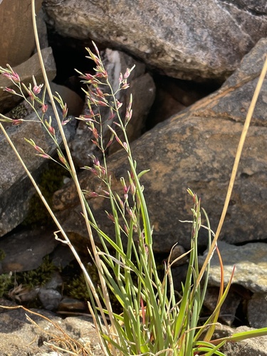 northern fescue (Festuca viviparoidea ssp. krajinae)