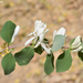 Lonicera arborea - Photo (c) Ori Fragman-Sapir, all rights reserved, uploaded by Ori Fragman-Sapir