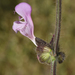 Salvia recognita - Photo (c) Ori Fragman-Sapir, todos os direitos reservados, uploaded by Ori Fragman-Sapir