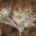 Echinops acantholepis - Photo (c) Ori Fragman-Sapir, todos os direitos reservados, uploaded by Ori Fragman-Sapir