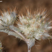 Echinops acantholepis - Photo (c) Ori Fragman-Sapir, kaikki oikeudet pidätetään, lähettänyt Ori Fragman-Sapir