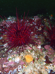 Red Sea Urchin