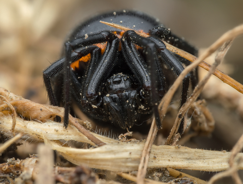 Mediterranean false black widow