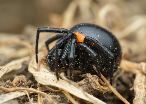 Mediterranean false black widow
