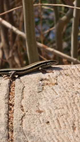 African Five-lined Skink