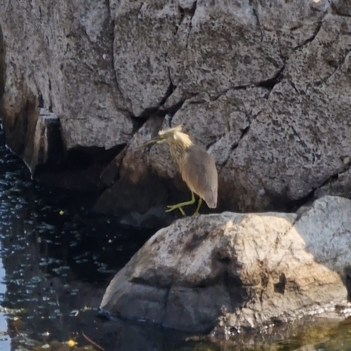 Squacco Heron