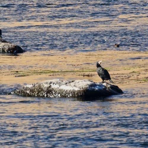 Great Cormorant