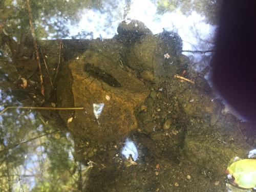 iNaturalist observation photo of Darners