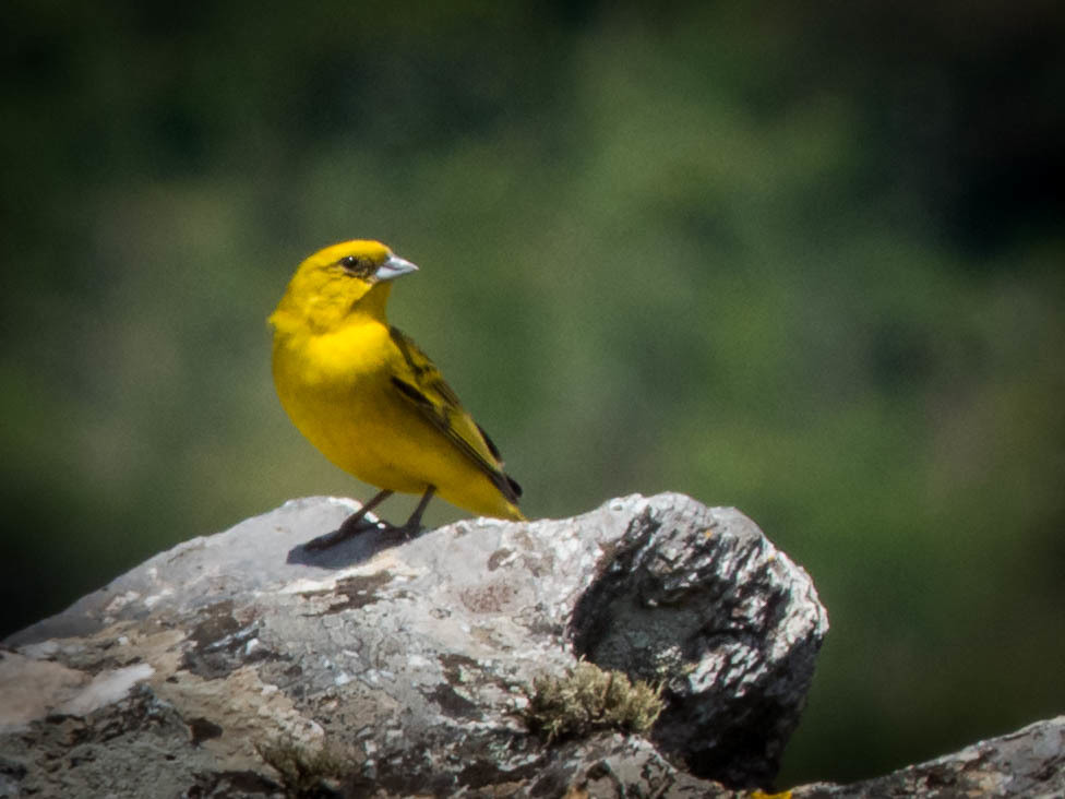 Stripe-tailed Yellow-Finch (Sicalis citrina) photo