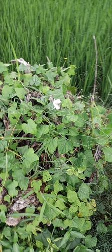 Ivy gourd