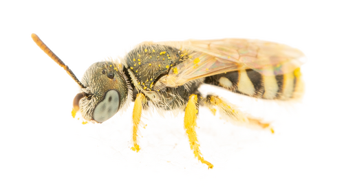 Ceylalictus halictoides
