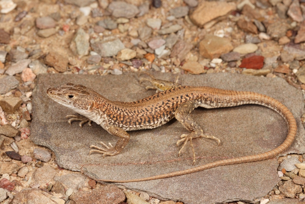 Cape Sand Lizard (Pedioplanis laticeps)