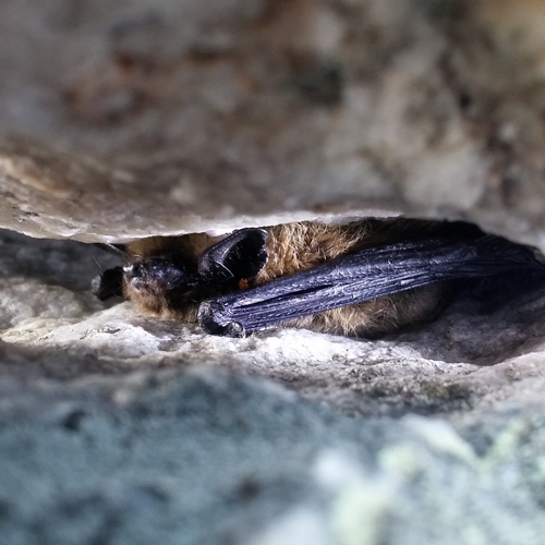 Eastern Small-footed Myotis