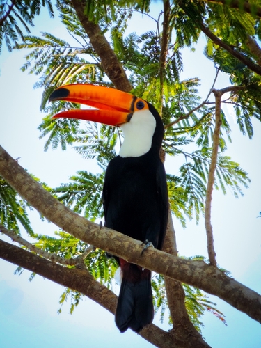 Toco Toucan