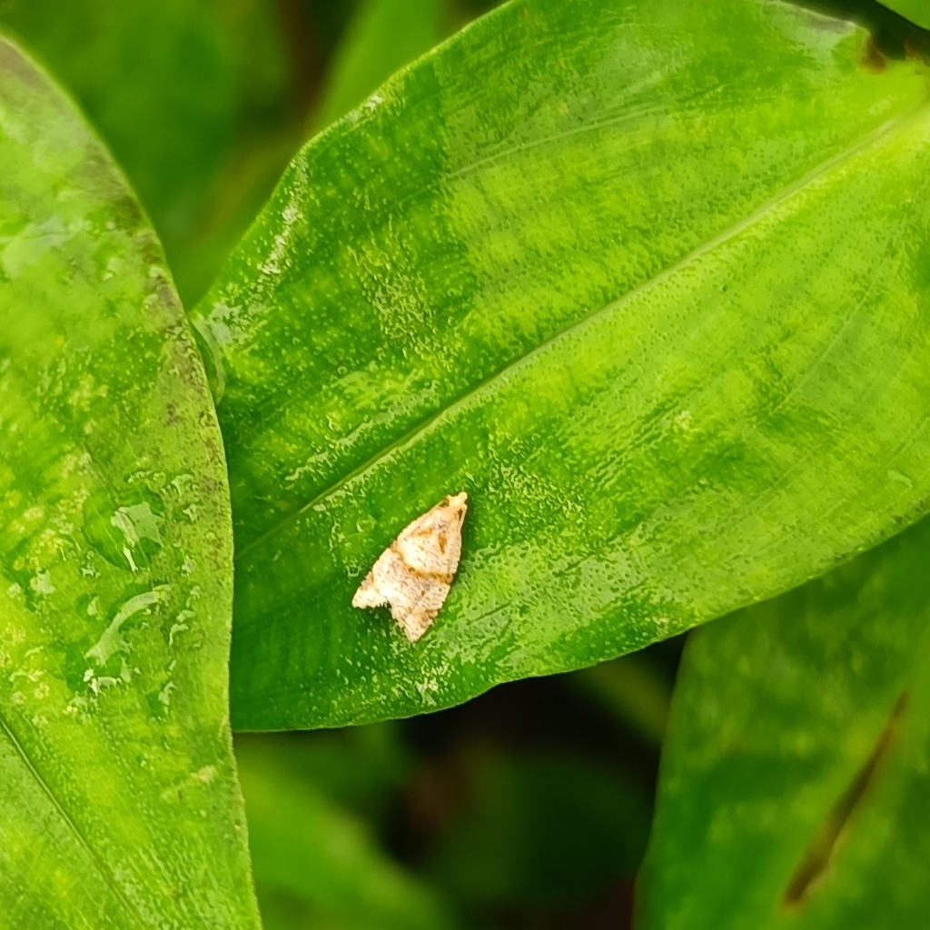 Archipini from 36JQ+P9M, Sarmoli, Munsyari, Uttarakhand 262554, India ...