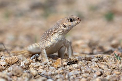 Desert Iguana