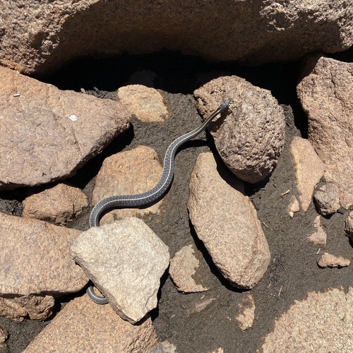 iNaturalist observation photo of Mountain Garter Snake