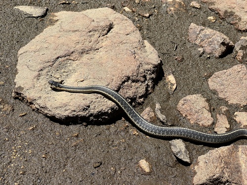 iNaturalist observation photo of Mountain Garter Snake