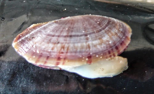 Faroe Sunset Clam