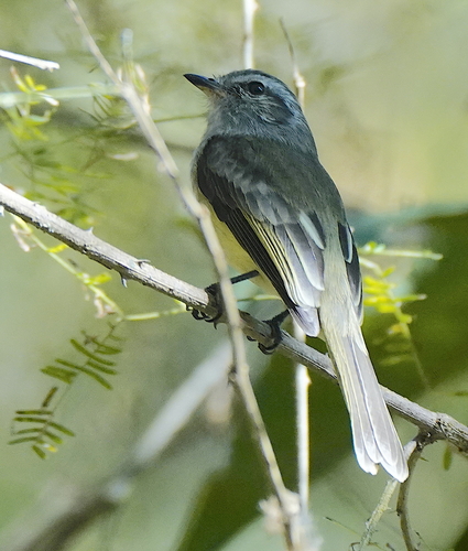 Pacific Elaenia