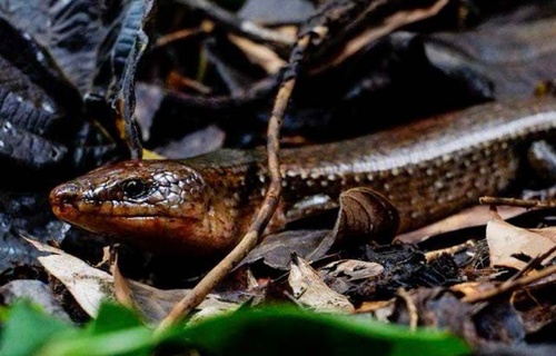 Diploglossus montisserrati