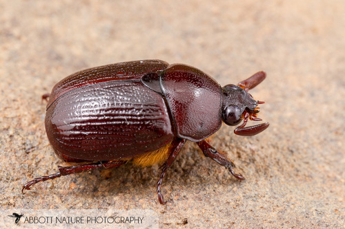 Parastasia brevipes (LeConte, 1856)