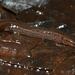 Many-lined Salamander - Photo (c) Mike Rochford, all rights reserved, uploaded by Mike Rochford