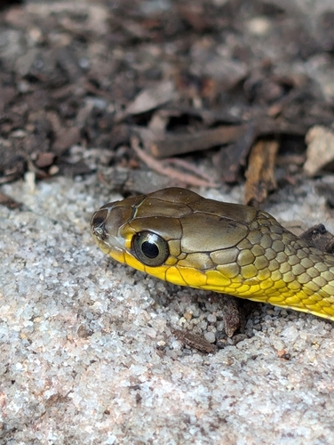 Common Tree Snake sighting
