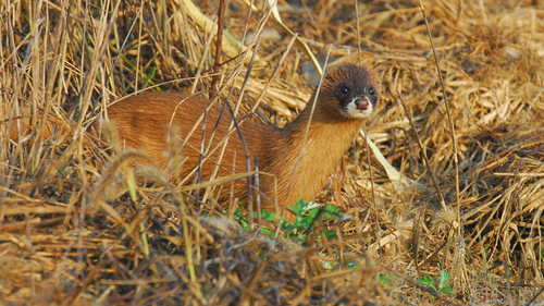 Siberian Weasel
